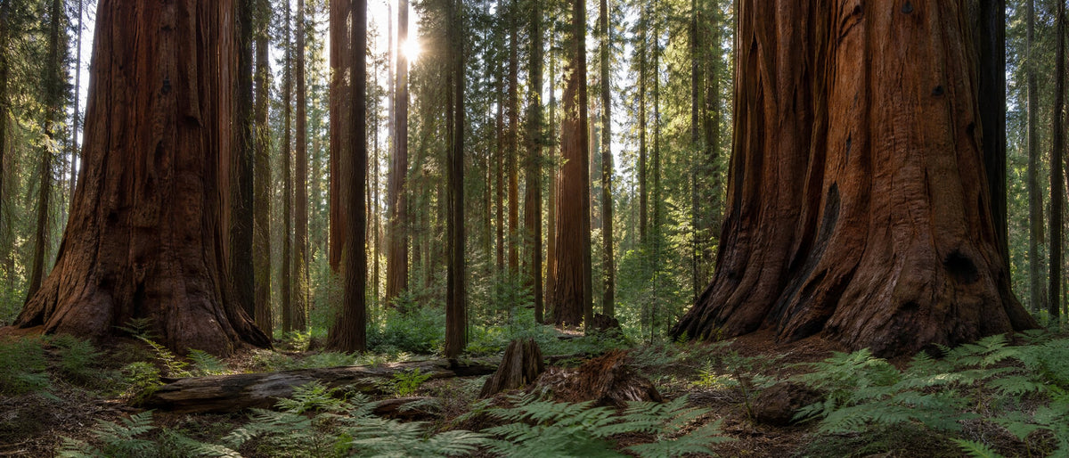 tp banner forest